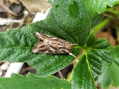 Spodoptera pulchella