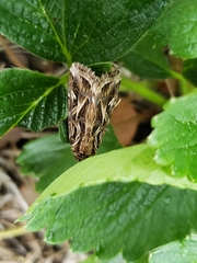 Spodoptera pulchella