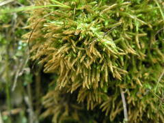 Philonotis caespitosa