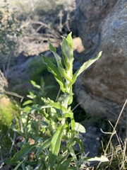 Pseudognaphalium biolettii