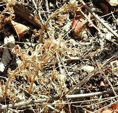 Andryala integrifolia