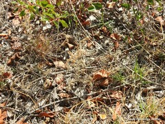 Andryala integrifolia