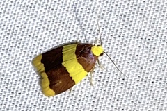 Heterallactis