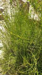 Ephedra americana