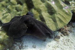 Octopus cyanea