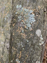 Nectria cinnabarina