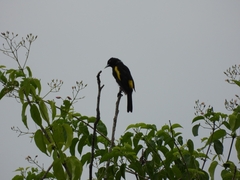 Cacicus chrysopterus