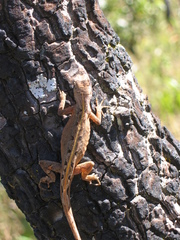 Anolis meridionalis