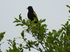 Cacicus chrysopterus