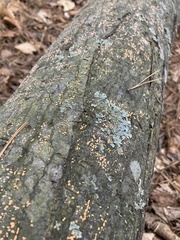 Nectria cinnabarina
