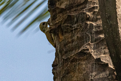 Chloropicus goertae