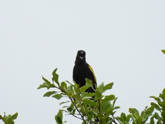 Cacicus chrysopterus