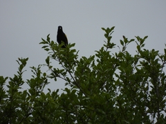 Cacicus chrysopterus