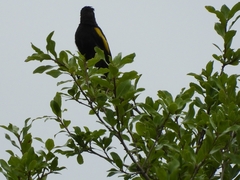 Cacicus chrysopterus