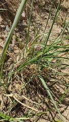 Nothoscordum andicola