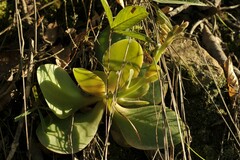 Gibbiflorae