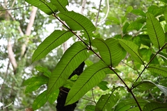 Vismia macrophylla