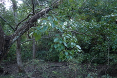 Hura polyandra