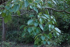 Hura polyandra