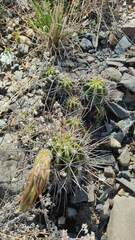 Echinopsis bridgesii
