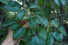 Hura polyandra