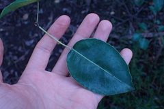 Hura polyandra