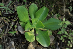 Gibbiflorae