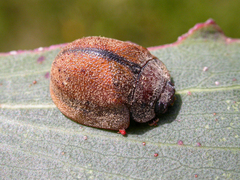 Trachymela latipes