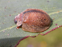 Trachymela latipes
