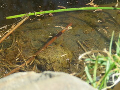 Pleurodema cinereum