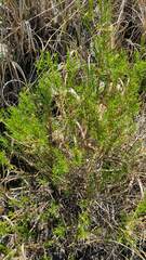 Baccharis boliviensis