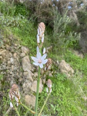 Asphodelus ramosus
