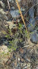 Baccharis boliviensis