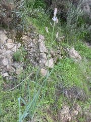 Asphodelus ramosus