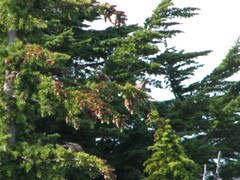 Leucosticte tephrocotis