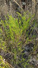 Baccharis boliviensis