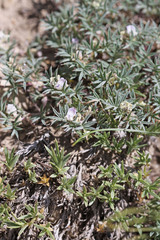Astragalus kentrophyta tegetarius