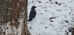 Corvus monedula