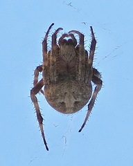 Neoscona subfusca