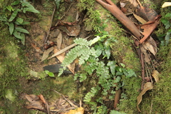 Adiantum diaphanum
