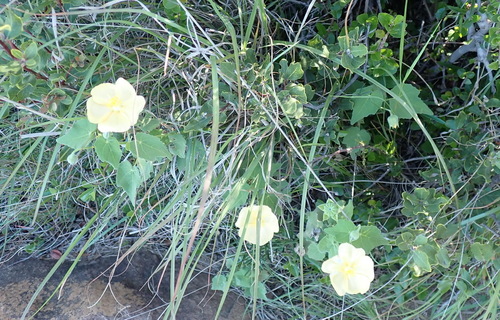 Image of Abutilon sonneratianum by (c) Nicola van Berkel, some rights reserved (CC BY-SA)