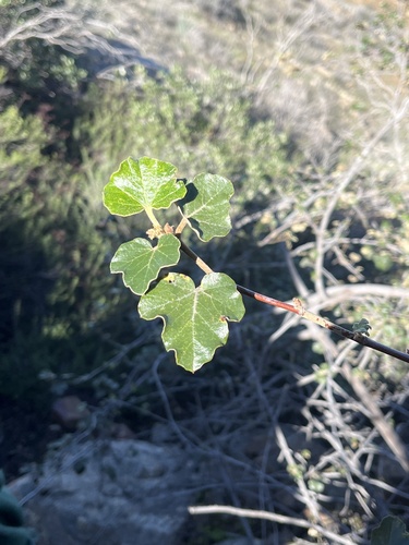 Fremontodendron mexicanum, photograph 2