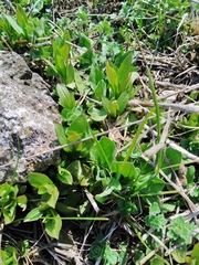 Magnoliopsida