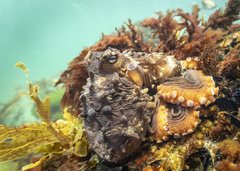 Macroctopus maorum