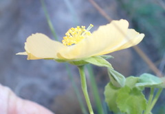 Abutilon sonneratianum