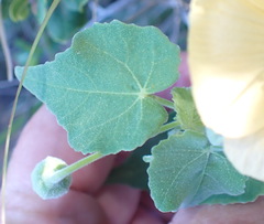 Abutilon sonneratianum