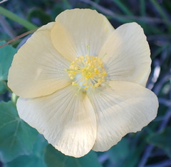Abutilon sonneratianum