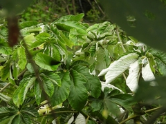Cecropia pachystachya