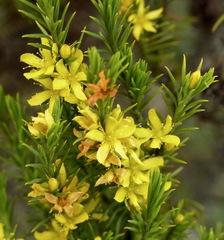 Hypericum juniperinum