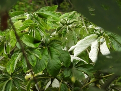 Cecropia pachystachya